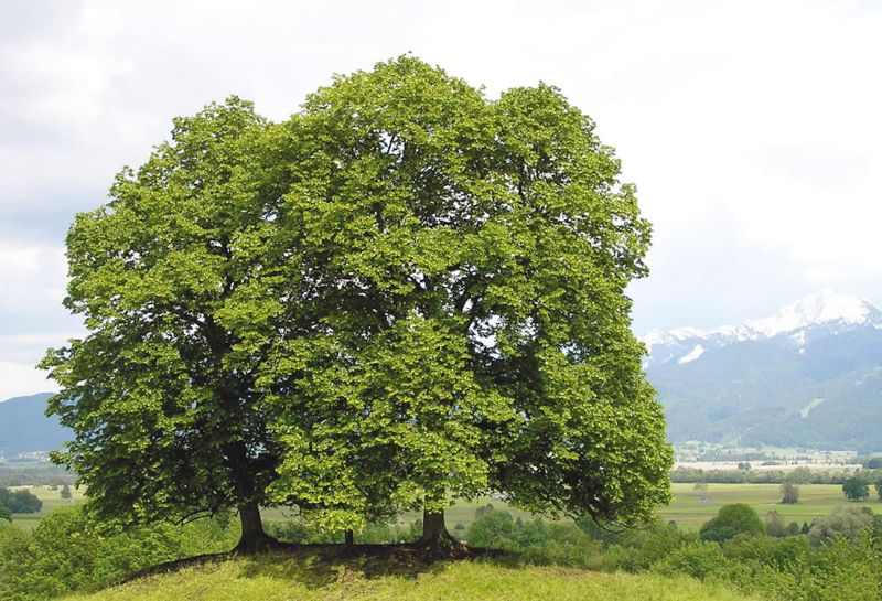 Foto albero Platano