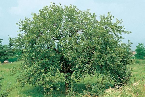 Foto albero Gelso