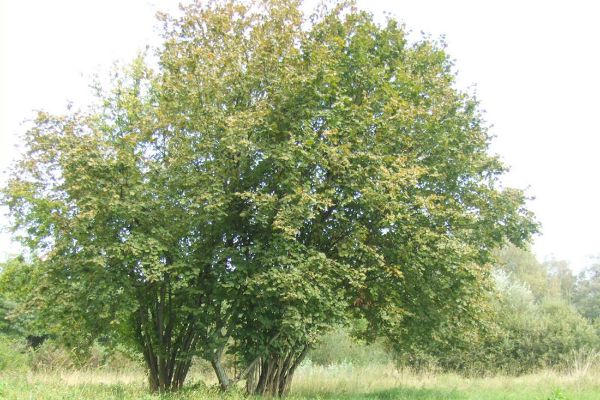 Foto albero Nocciolo