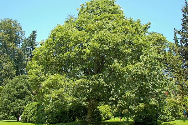 Foto albero Olmo campestre