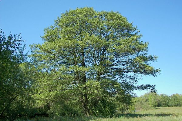 Foto albero Ontano nero