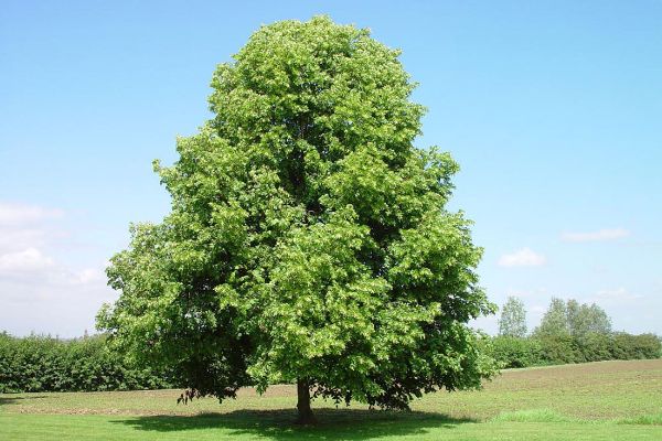 Foto albero Tiglio